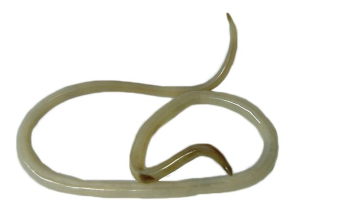 Un parassita pericoloso per l'uomo